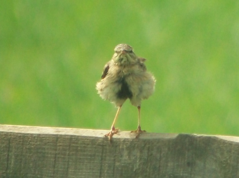 Tawny Pipit