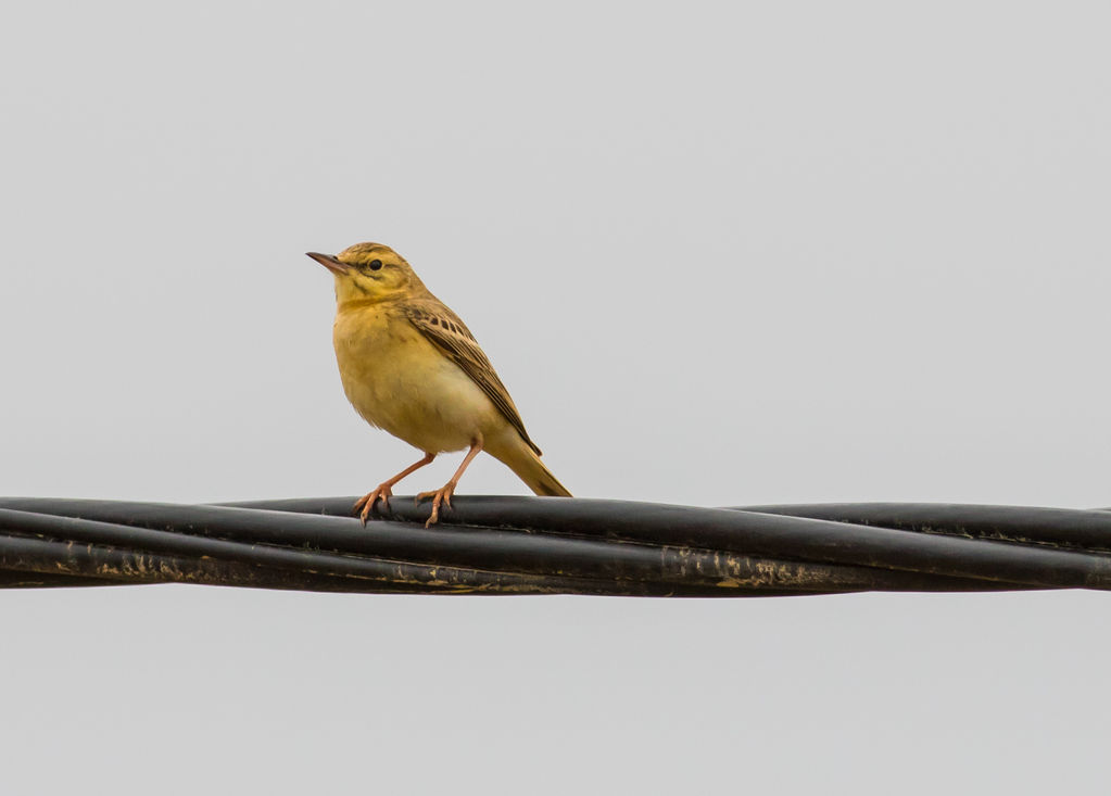 Tawny Pipit