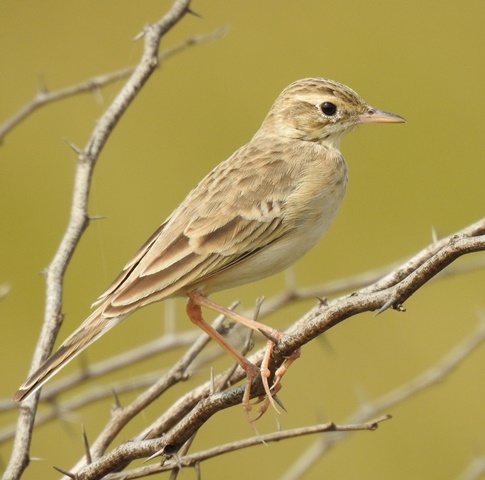 Tawny Pipit