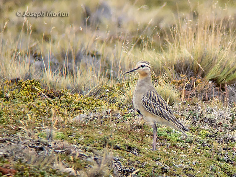 Tawny-throated Dotterel