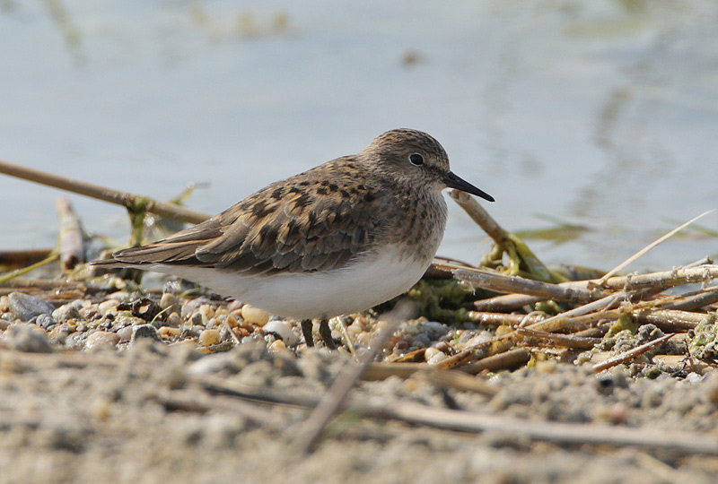 Temminck's stint