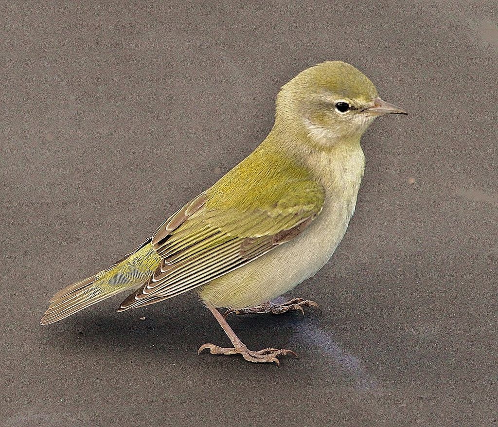 Tennessee Warbler