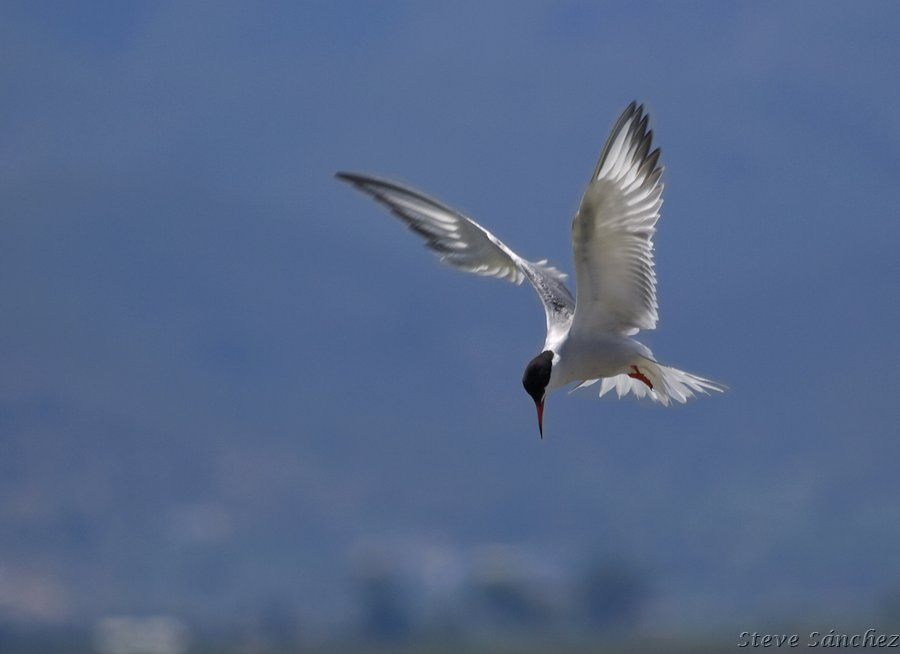 Tern