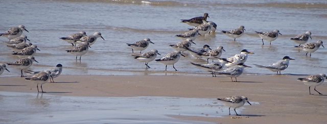 terns/Waders