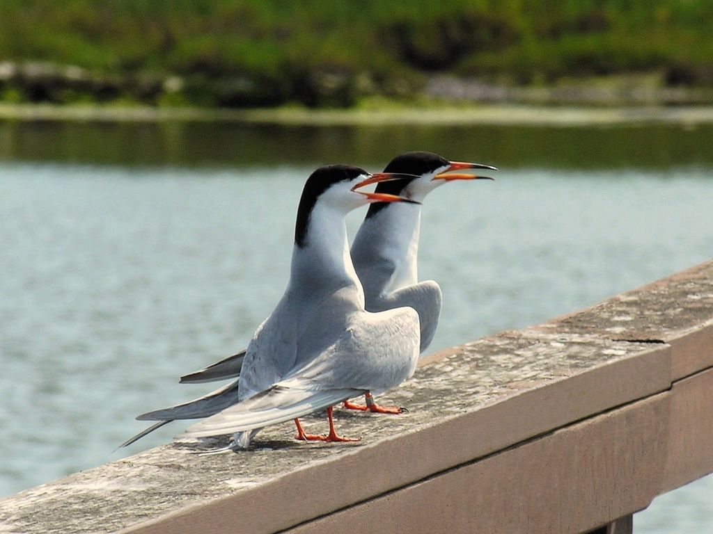 Terns