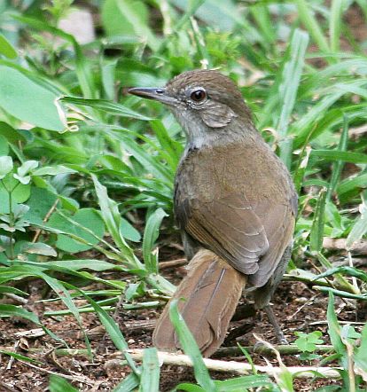 Terrestrial Brownbul