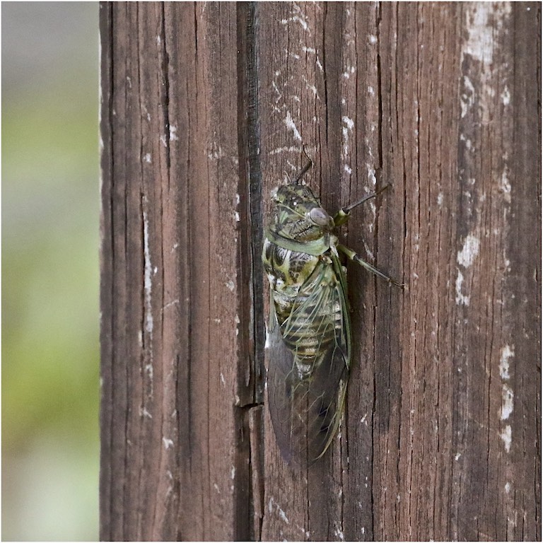 Texas Dog-day Cicada