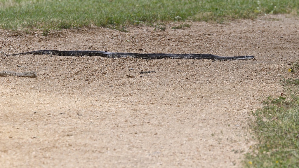 Texas Rat Snake