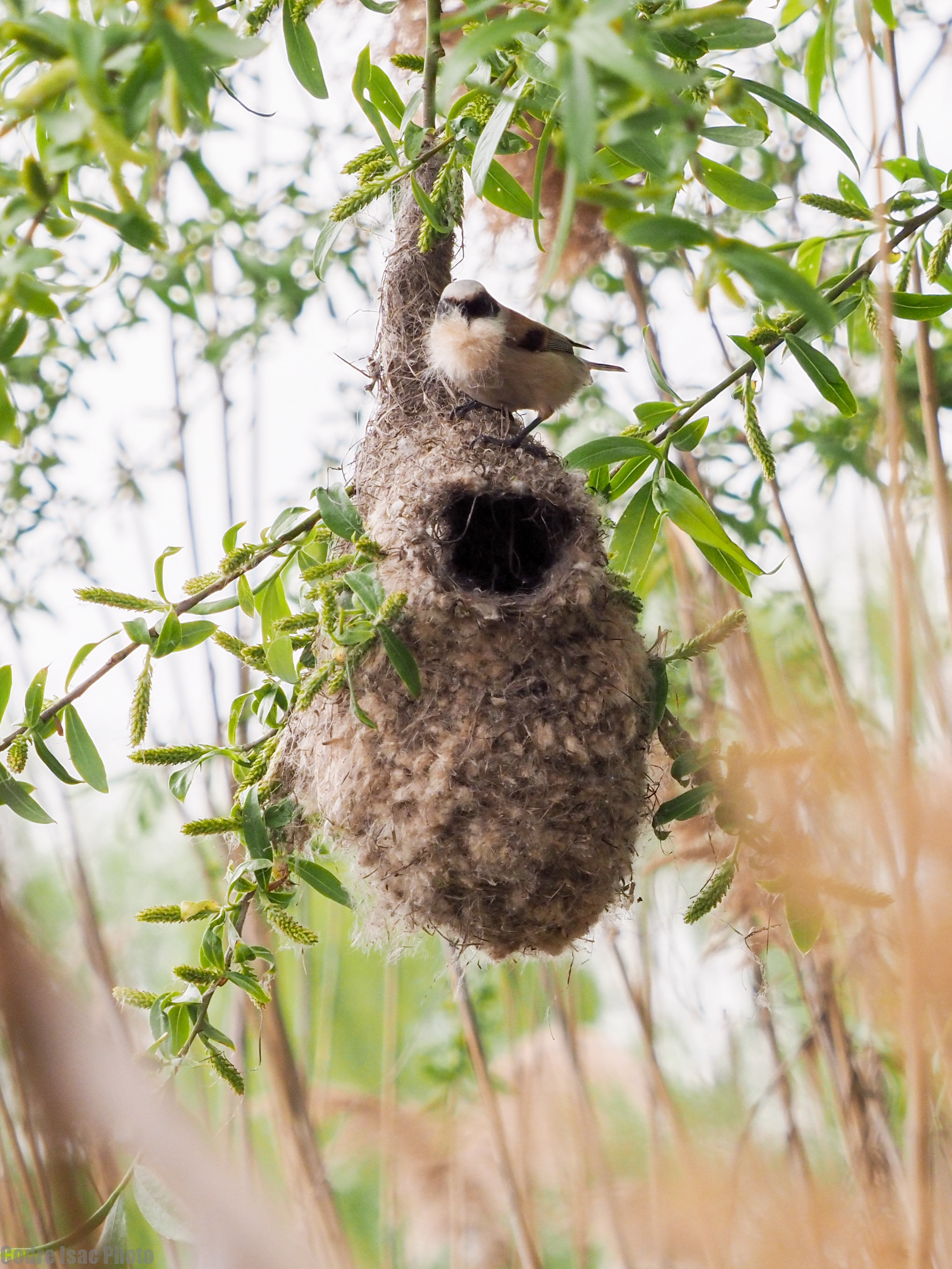 The architect. Eurasian penduline tit