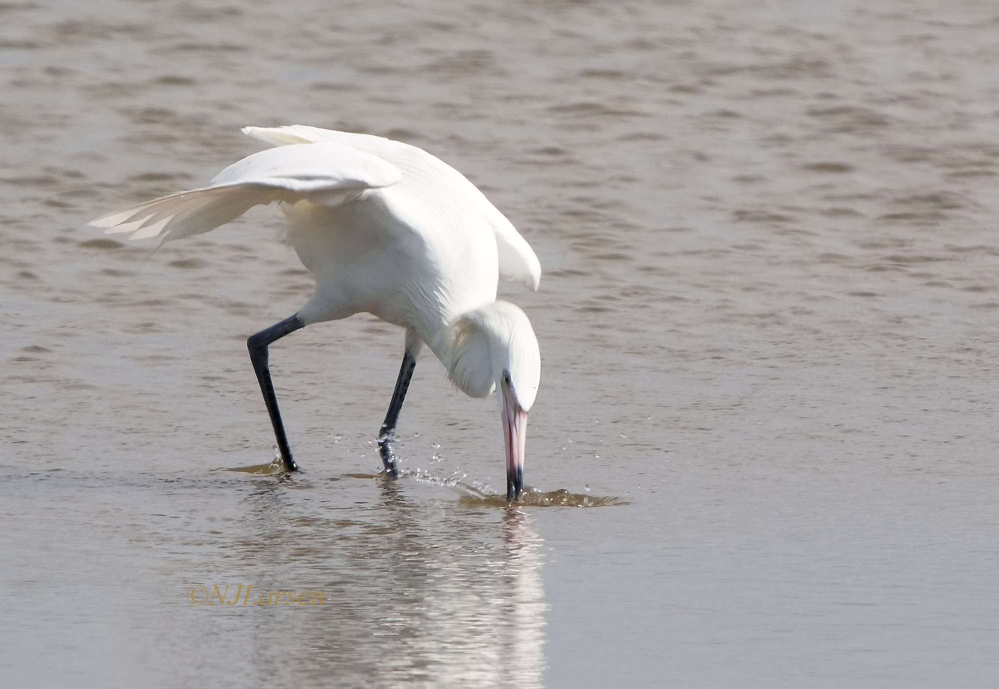 The catch - Reddish Egret
