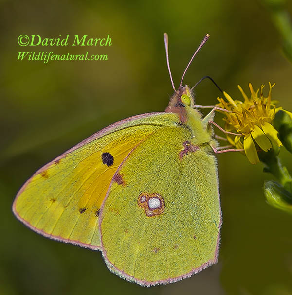 The Clouded Yellow Butterfly