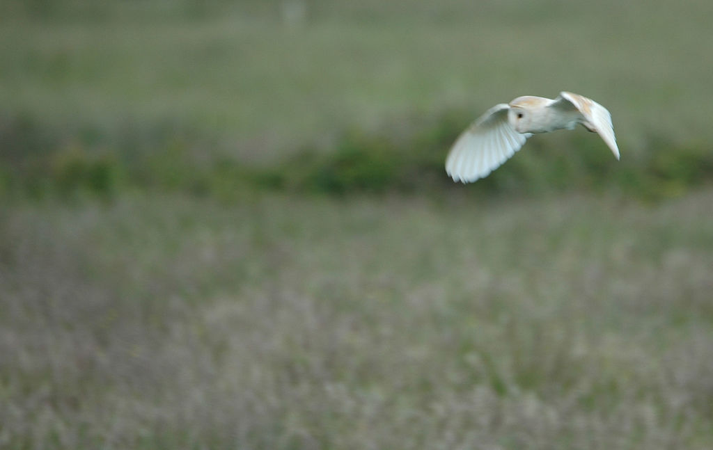 The Fabulous Barn Owl Birders !!!!