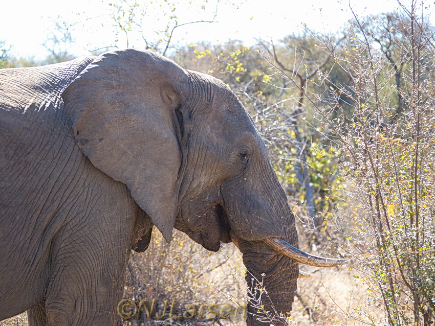 The first elephant