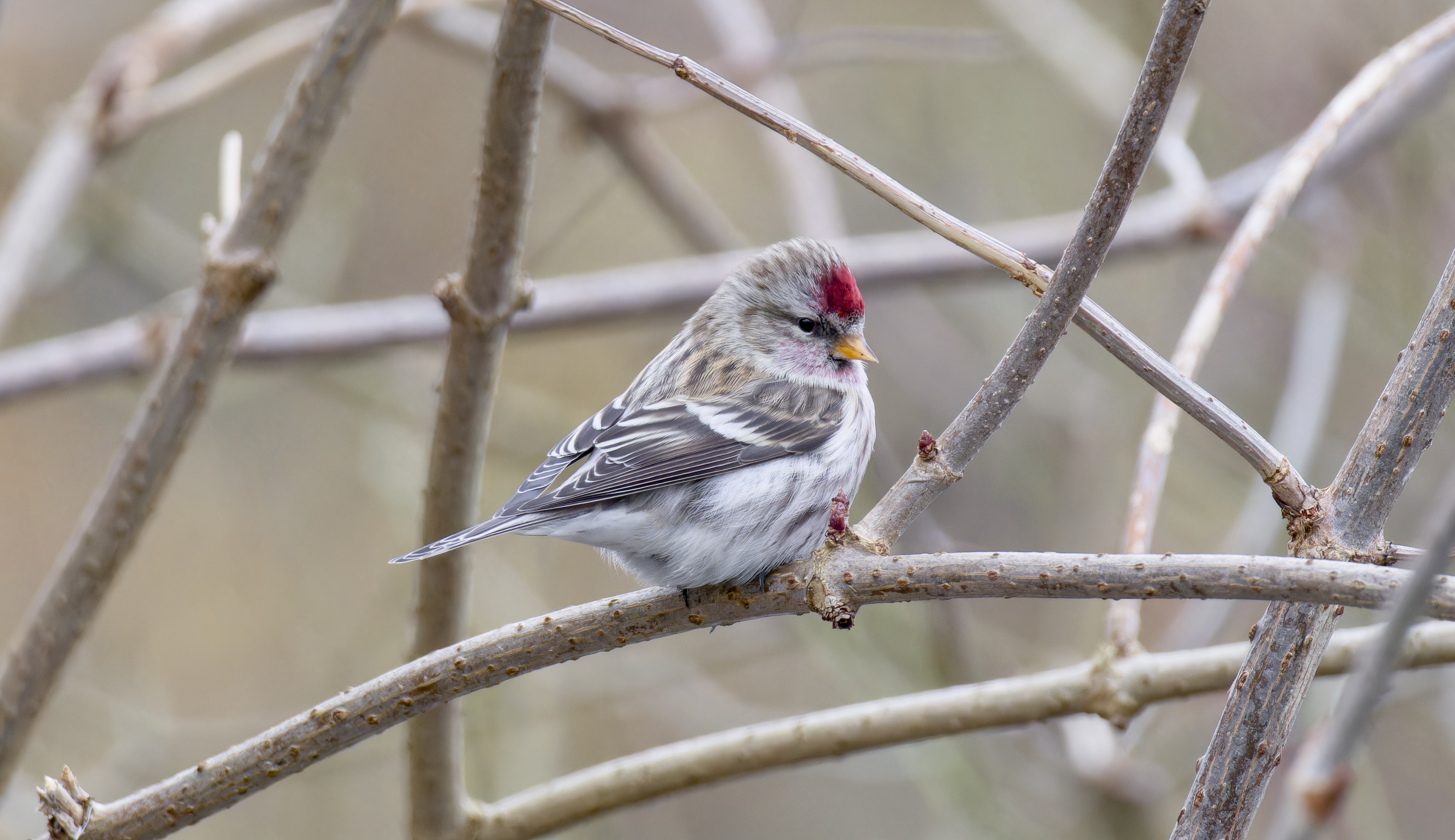 The first new lifer of the year - Common Redpoll!