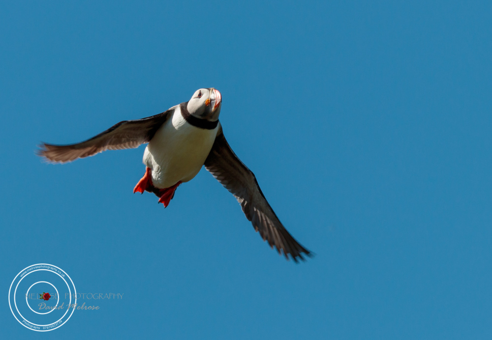 The flight of the Puffin