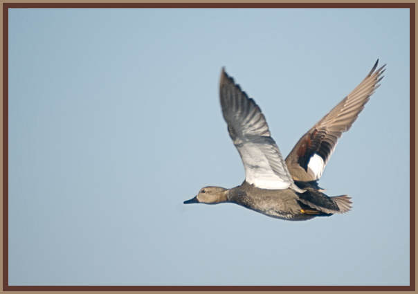 The Flying Gadwall