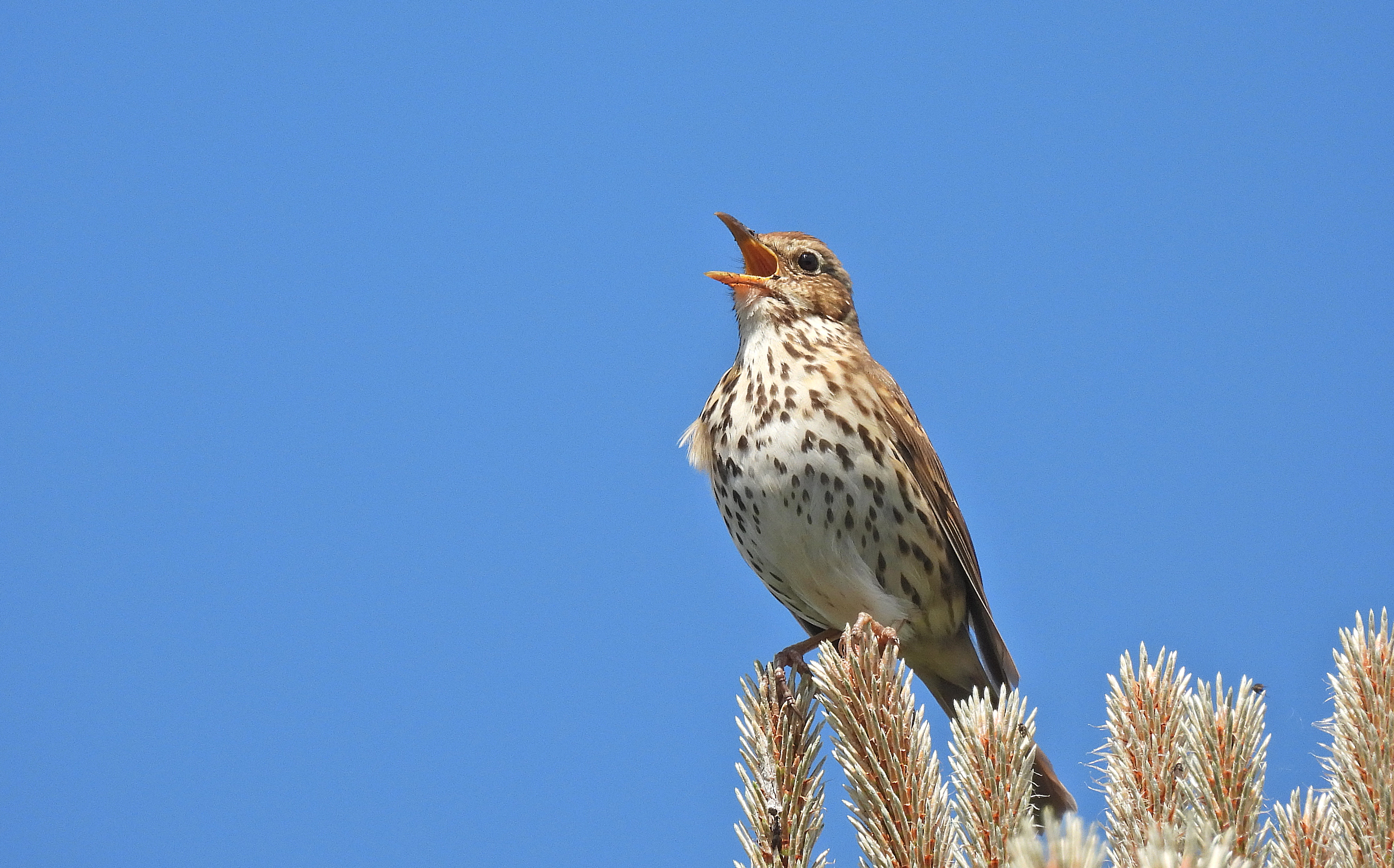 The incredible singing bird