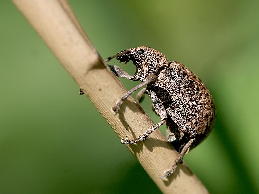 The Lesser of Two Weevils