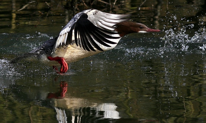 The Mad Goosander