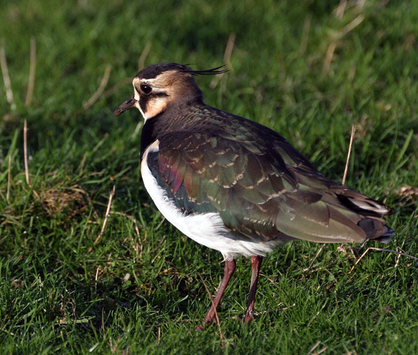 The multi coloured lapwing