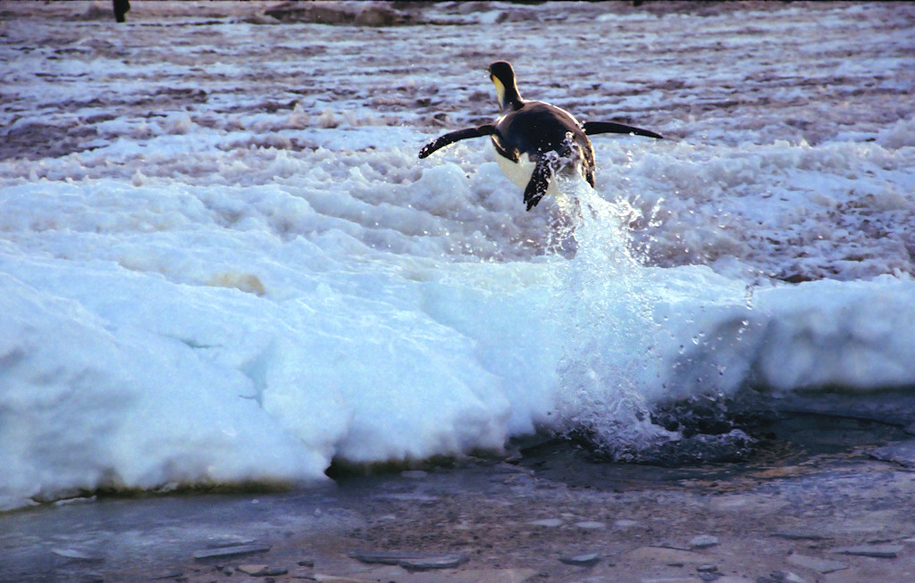 The Nearest it gets to Flying, Emperor Penguin, Aptenodytes forsteri
