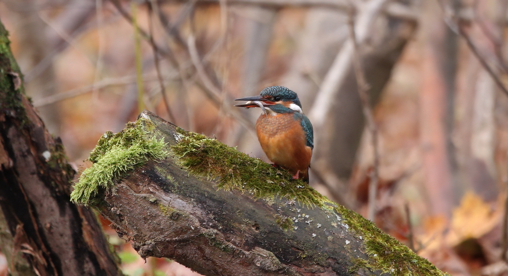 The new kingfisher bird