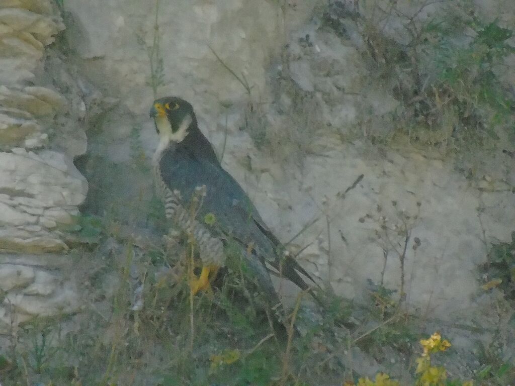 The peregrine mother