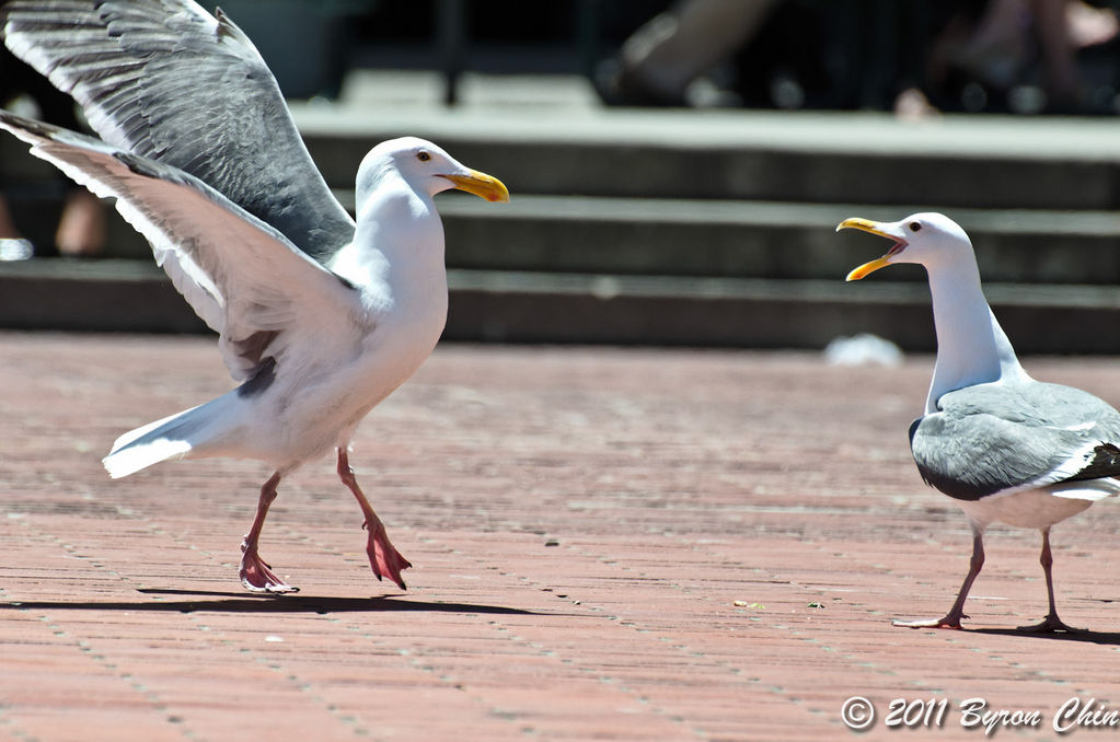 The squawky dance