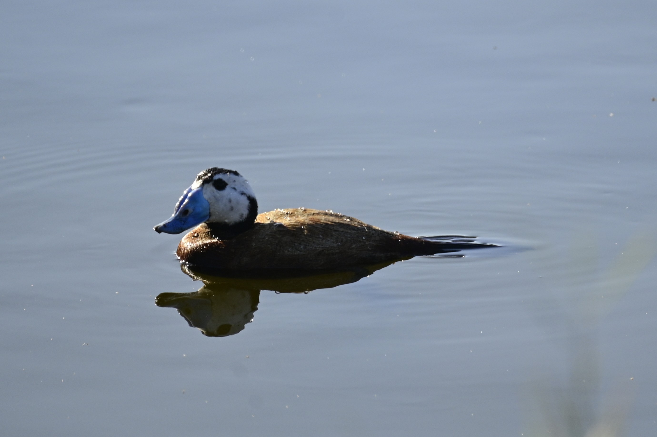 The third-to-last lifer - White-headed Duck