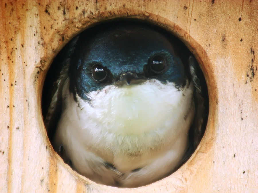 The Tree Swallow