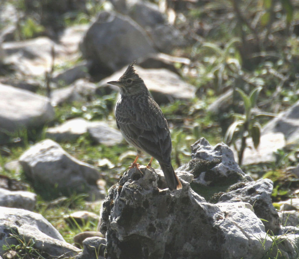 Thekla Lark