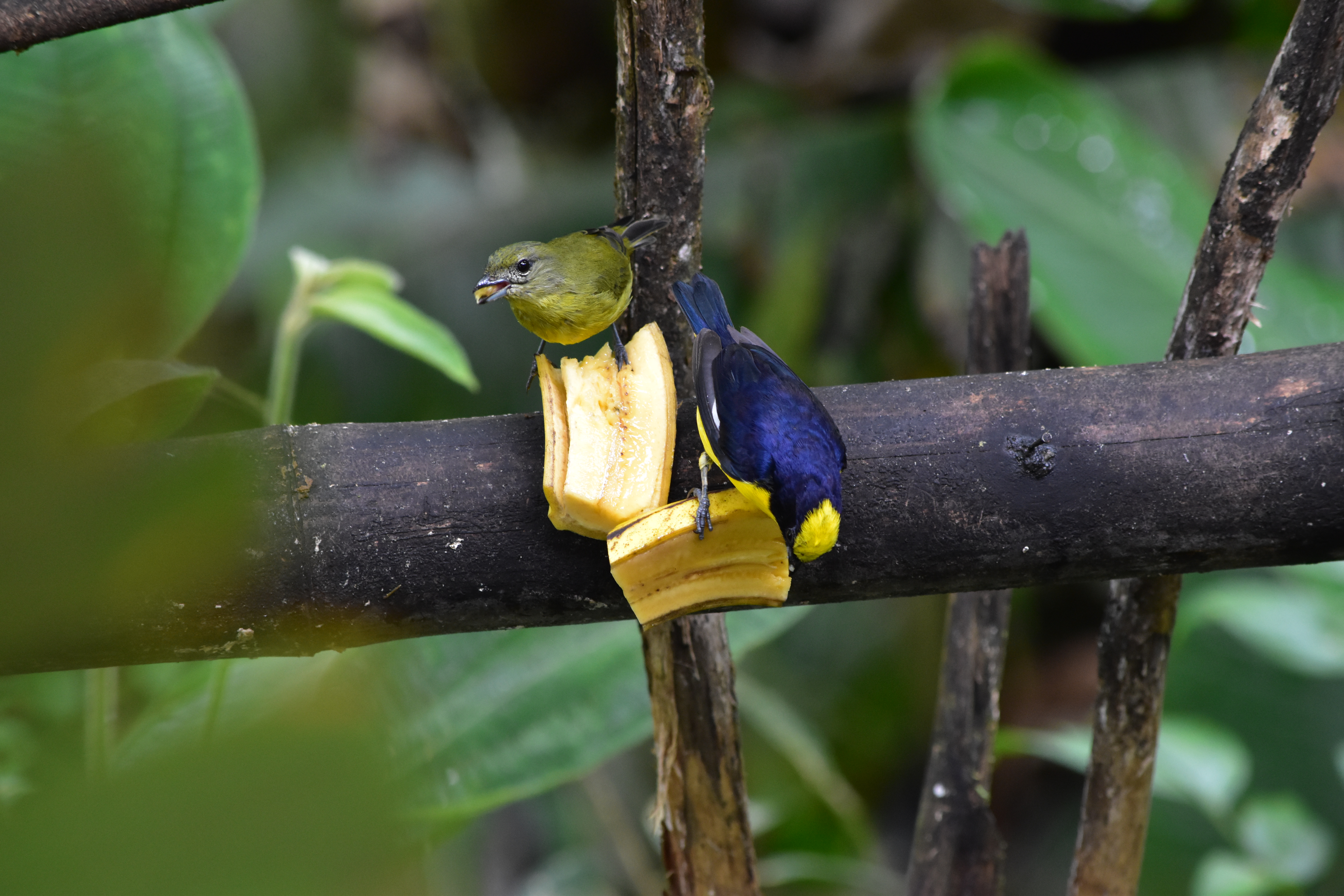 Thick-billed Euphonia