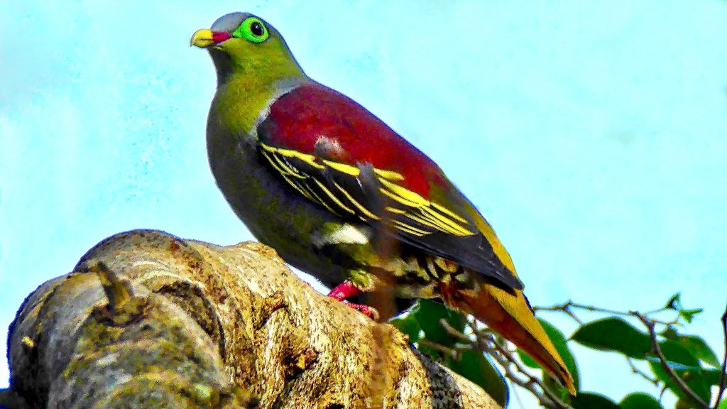 Thick Billed Green Pigeon