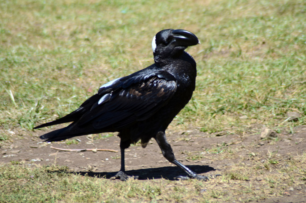 Thick-billed Raven