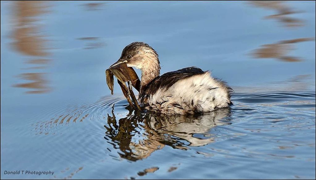 This Little Grebe thinks its Spring