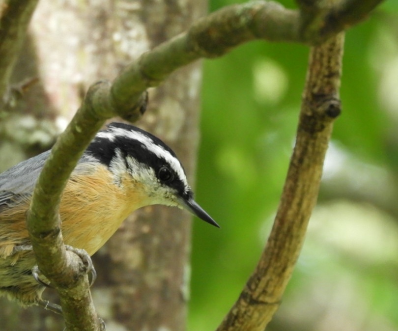 Thoughtful Nuthatch