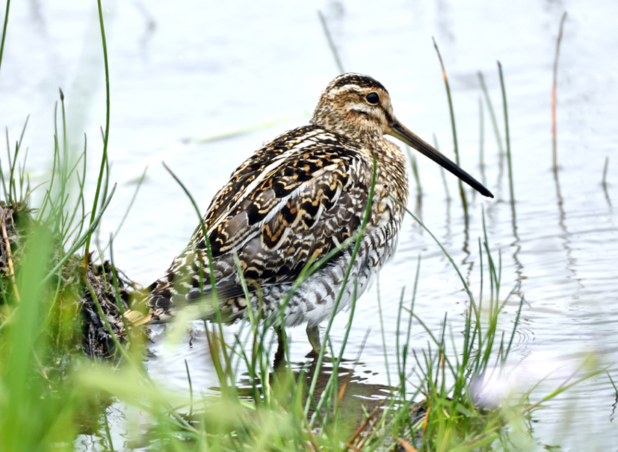 Three Lifers - Snipe