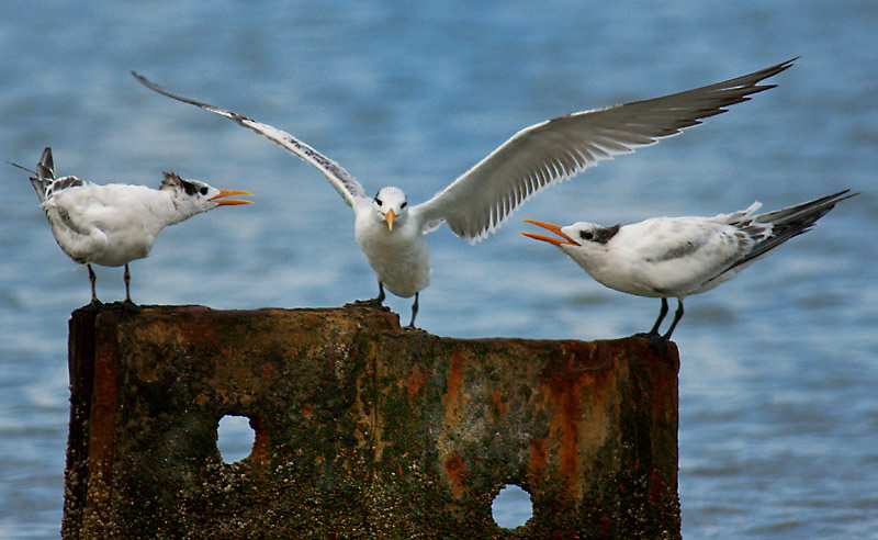 Three Royal Terns