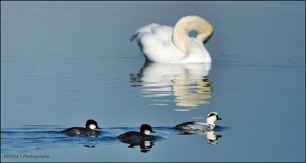 Three Smew and one Sleepy Swan.  No 2