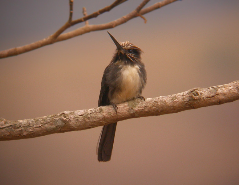 Three-toed Jacamar