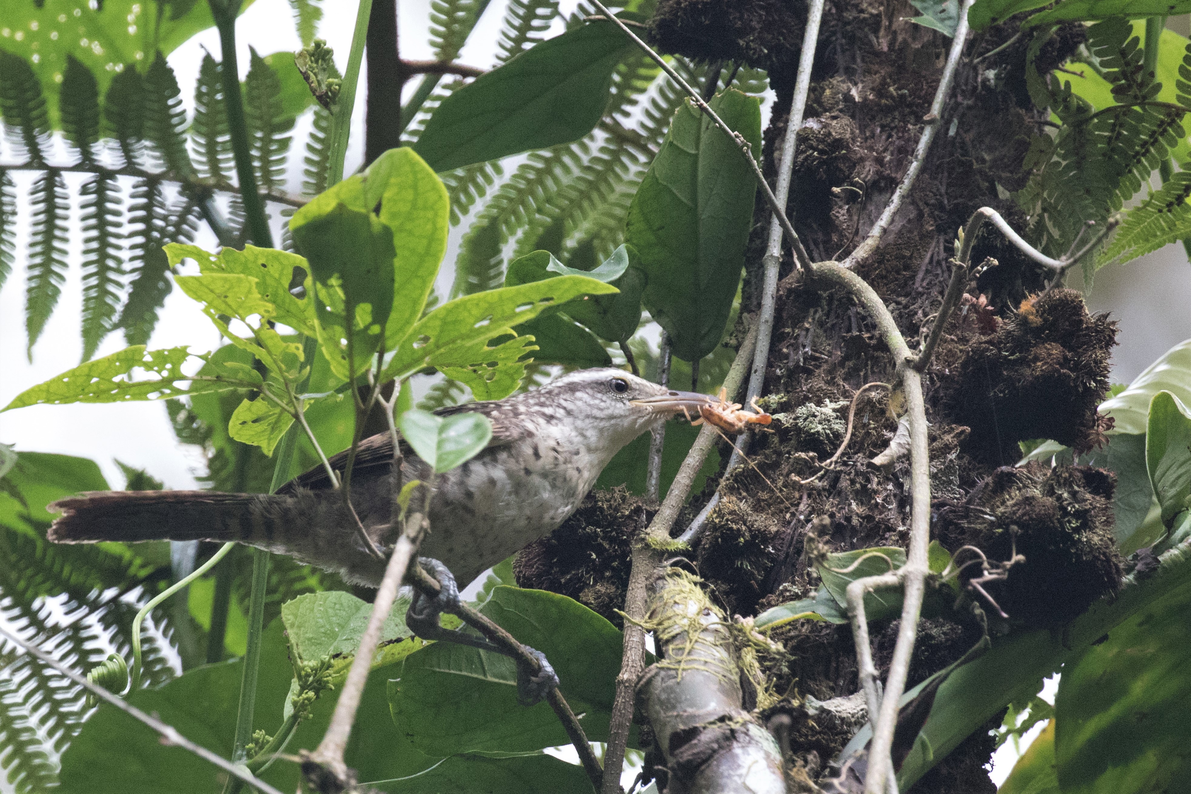 Thrush-like Wren