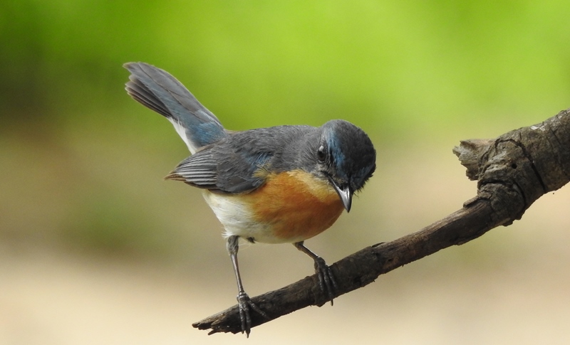 Tickell's Blue Flycatcher