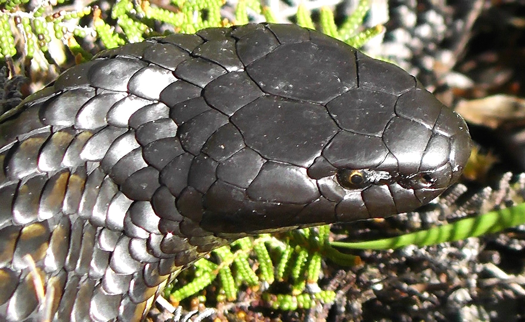 Tiger Snake