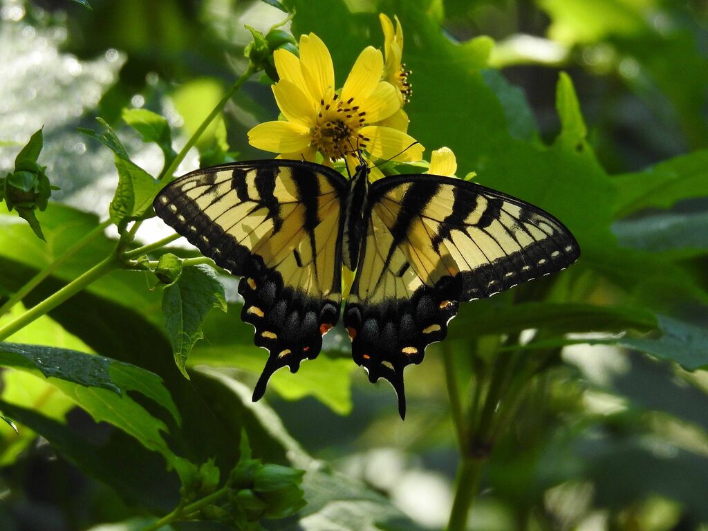 Tiger Swallowtail