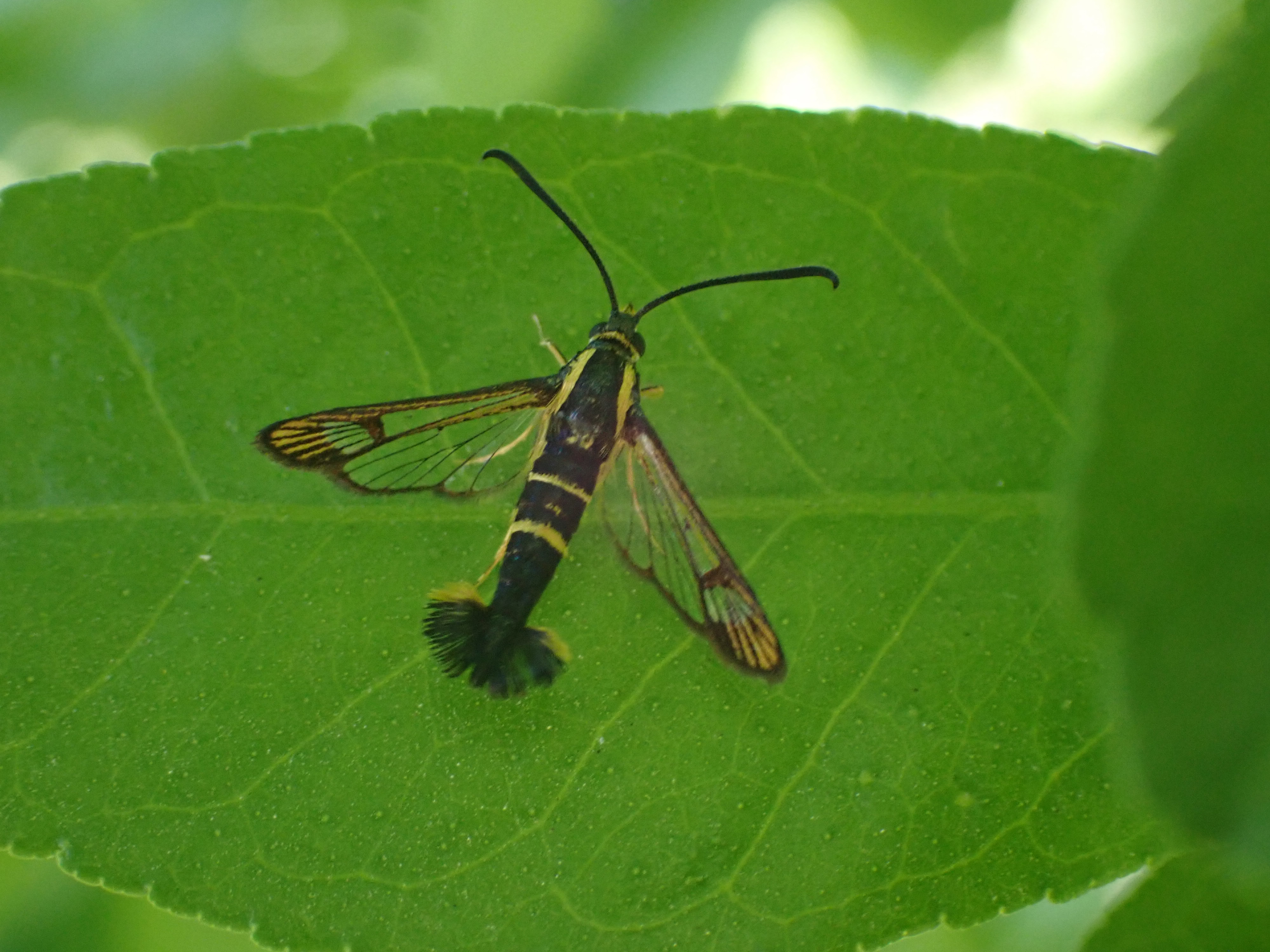 Tiny Clearwing