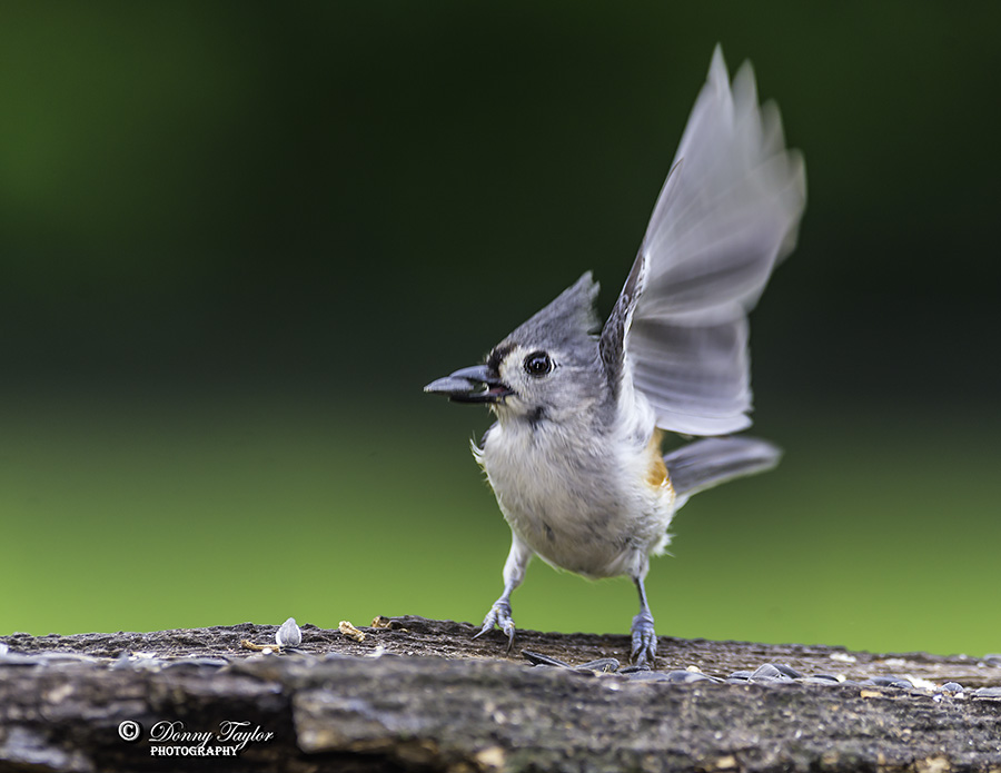 Titmouse Tuffted giving directions