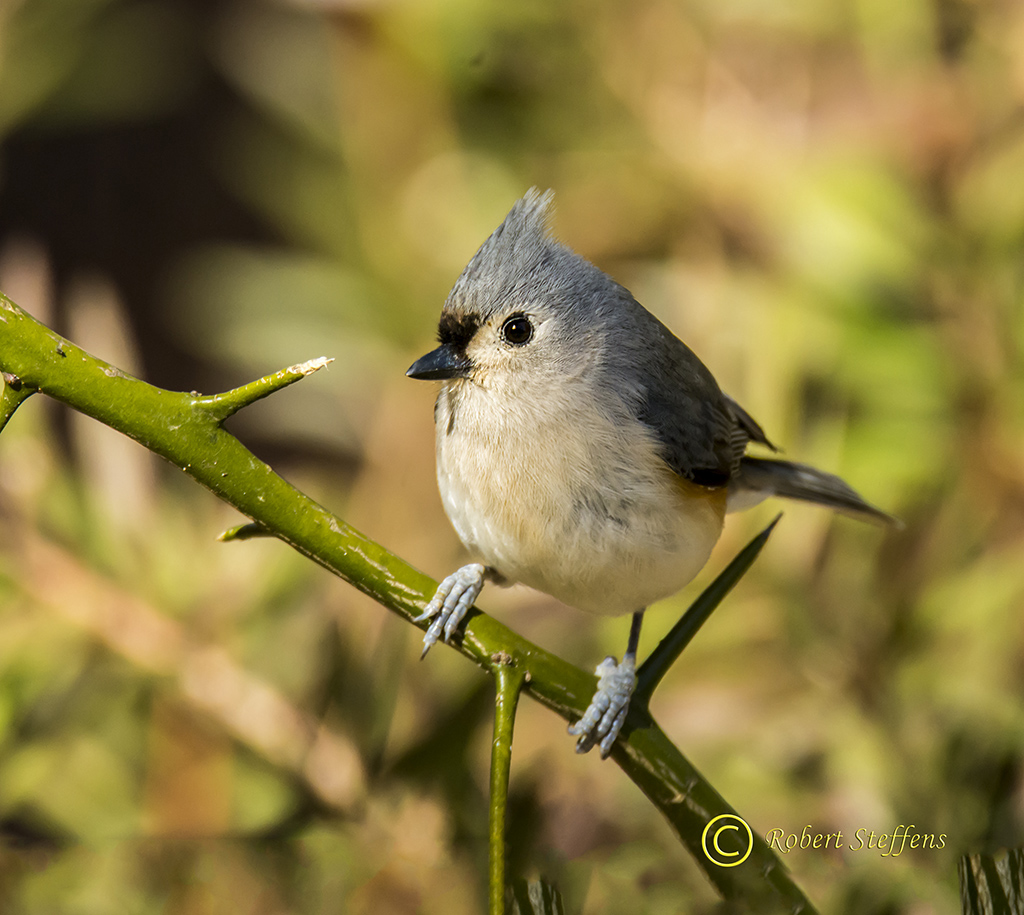 Titmouse