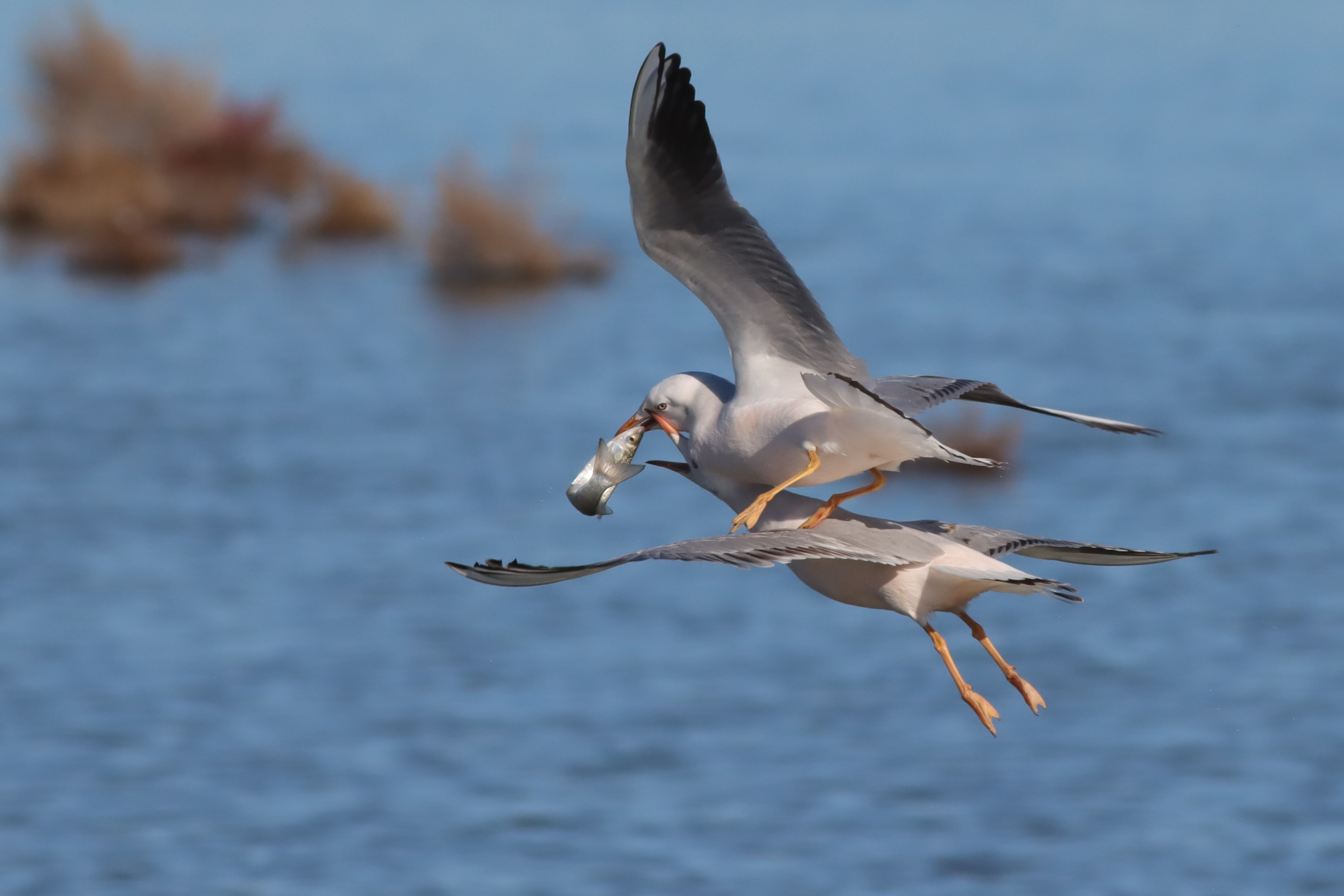 to catch a fish