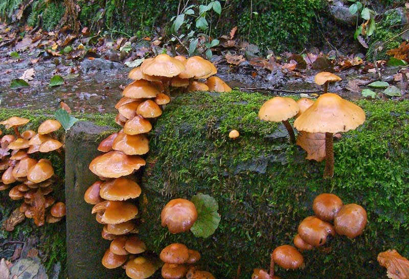 Toadstools on the banks of the river Dart