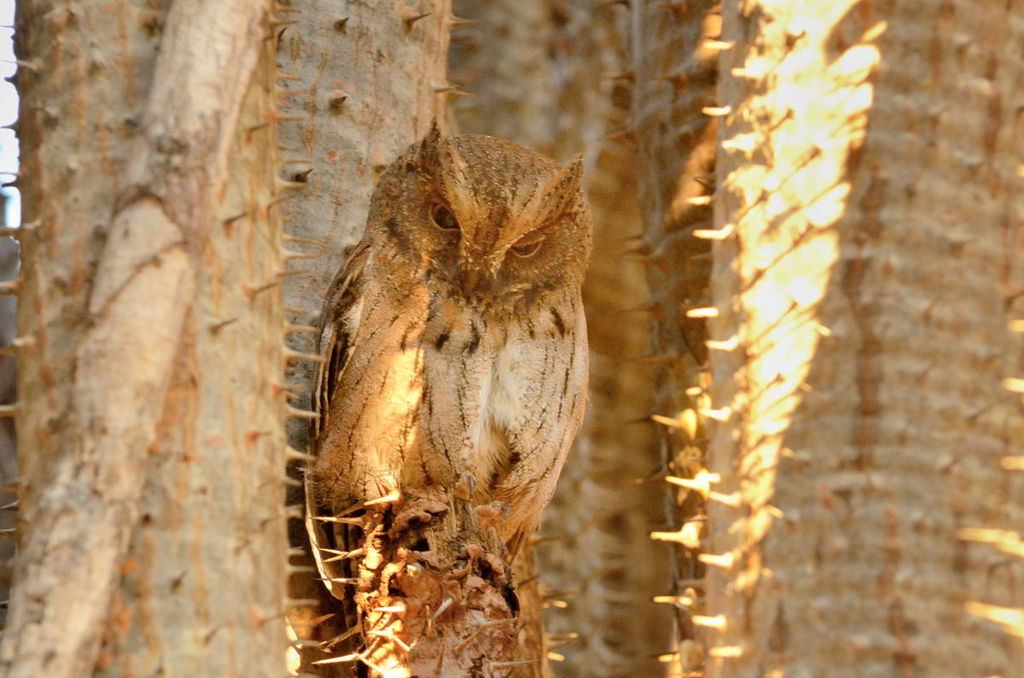 Torotoroka Scops Owl (Otus madagascariensis)